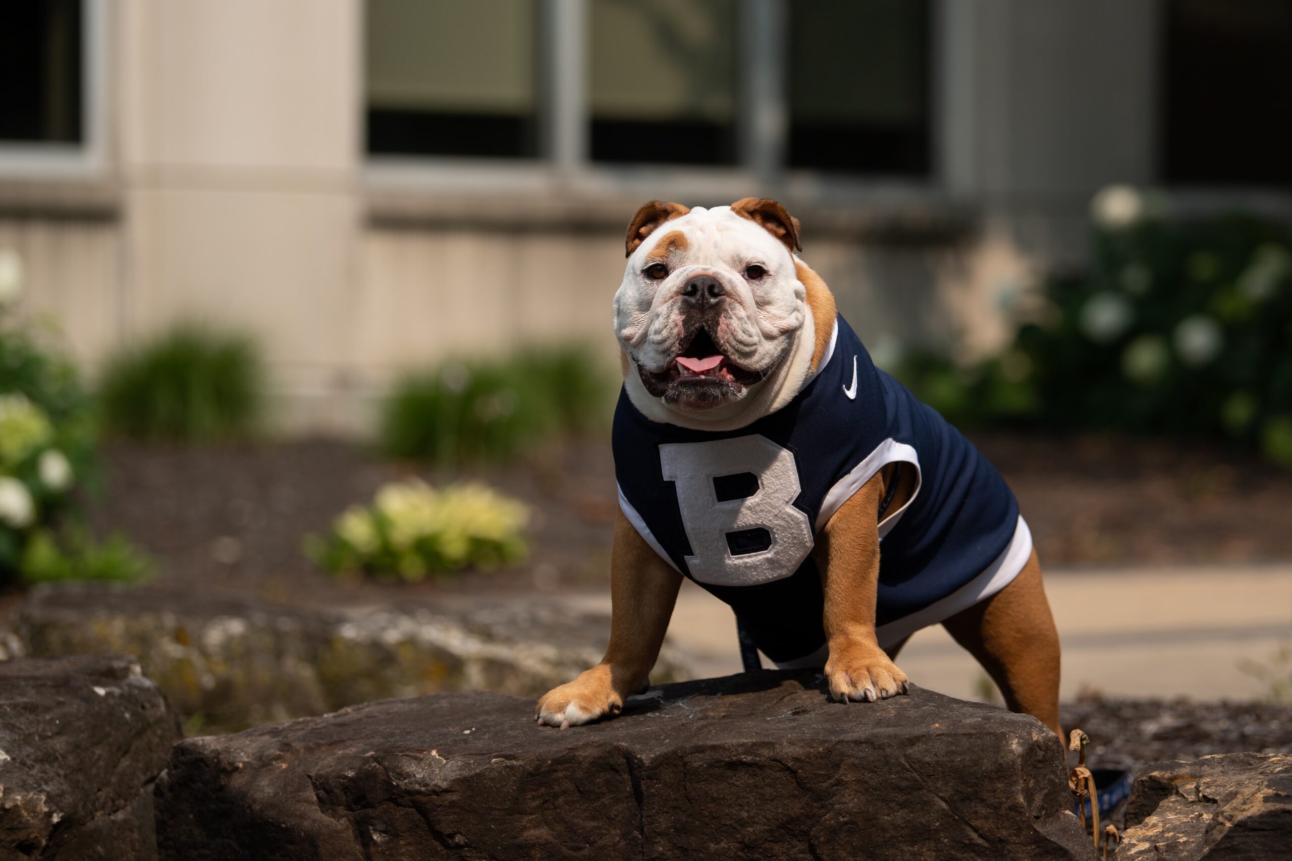 A bulldog wearing a 皇冠投注 sweater perches on a rock