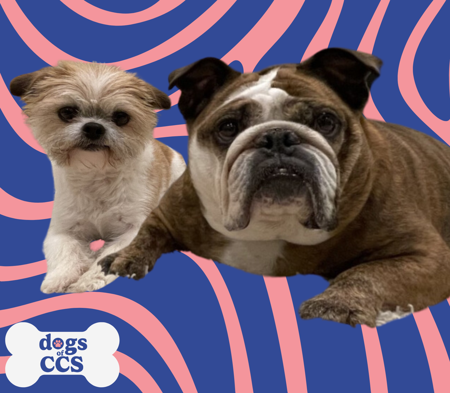 Bella and Lilo, Counseling and Consultation Services' dogs, imposed over a swirling pink and blue background