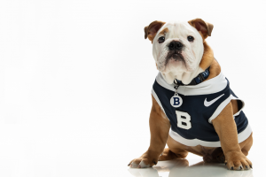 bulldog in blue and white jersey with large B on it