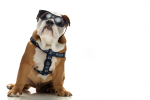 Bulldog in sunglasses with Butler harness