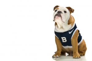 bulldog in blue and white jersey with large B on it