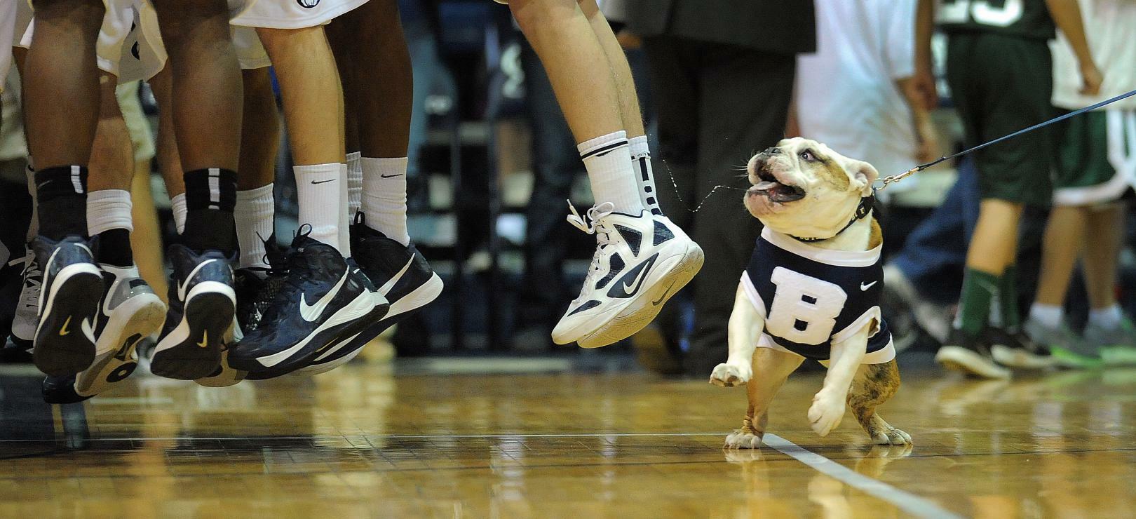 how many college basketball teams have a bulldog mascot